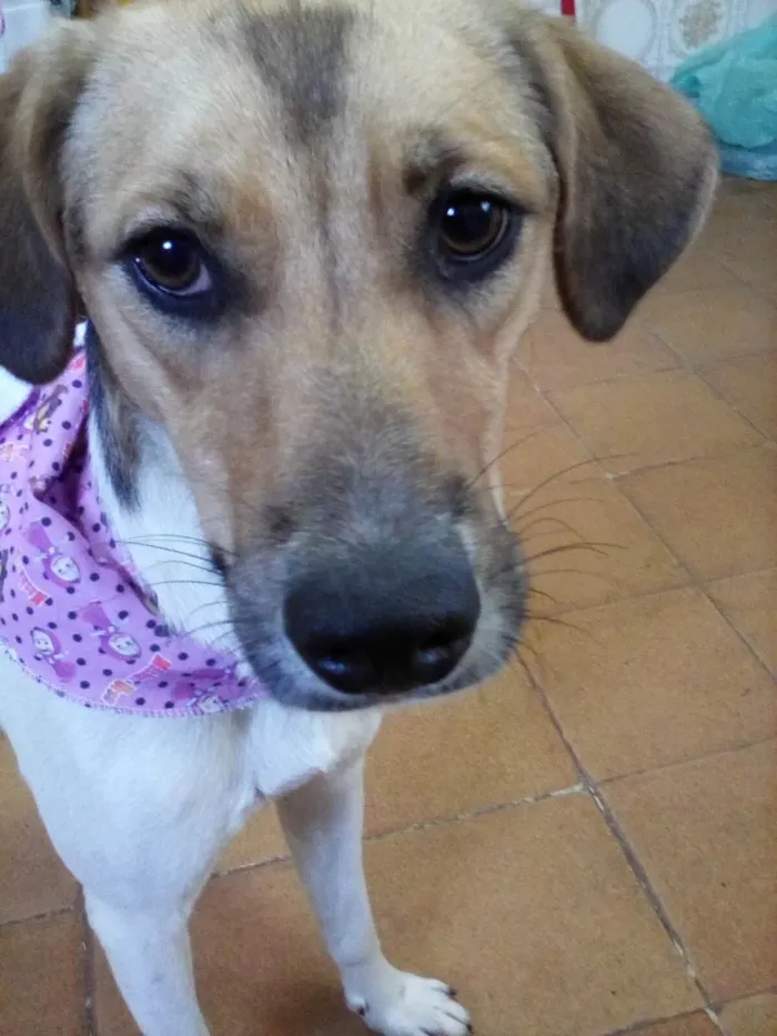 Cachorro ra a SRD-ViraLata idade 1 ano nome Sara