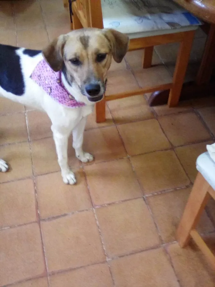 Cachorro ra a SRD-ViraLata idade 1 ano nome Sara