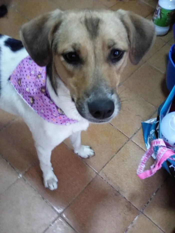 Cachorro ra a SRD-ViraLata idade 1 ano nome Sara