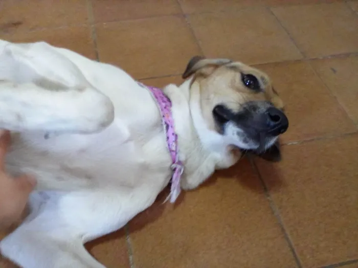 Cachorro ra a SRD-ViraLata idade 1 ano nome Sara