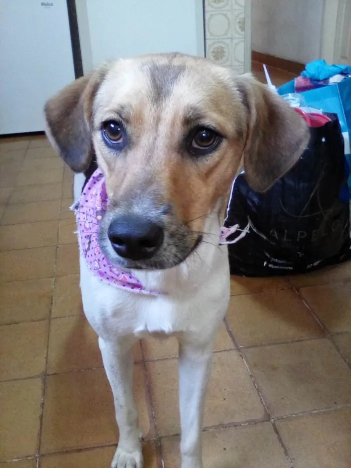 Cachorro ra a SRD-ViraLata idade 1 ano nome Sara