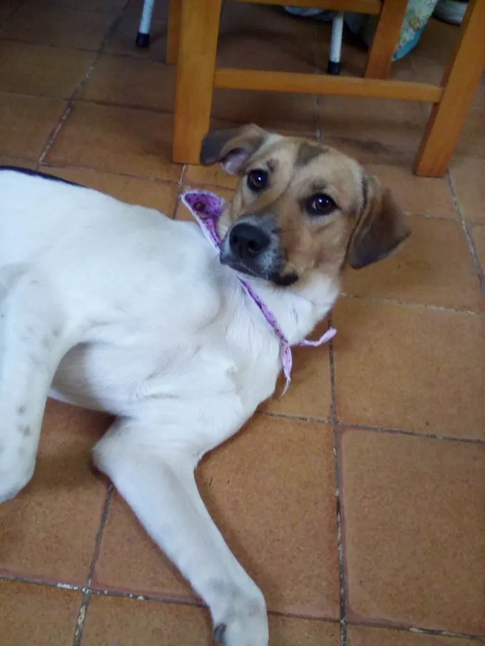 Cachorro ra a SRD-ViraLata idade 1 ano nome Sara