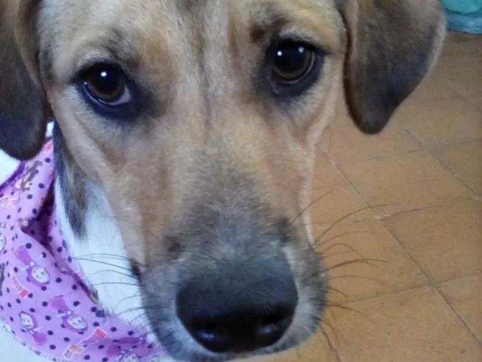 Cachorro ra a SRD-ViraLata idade 1 ano nome Sara