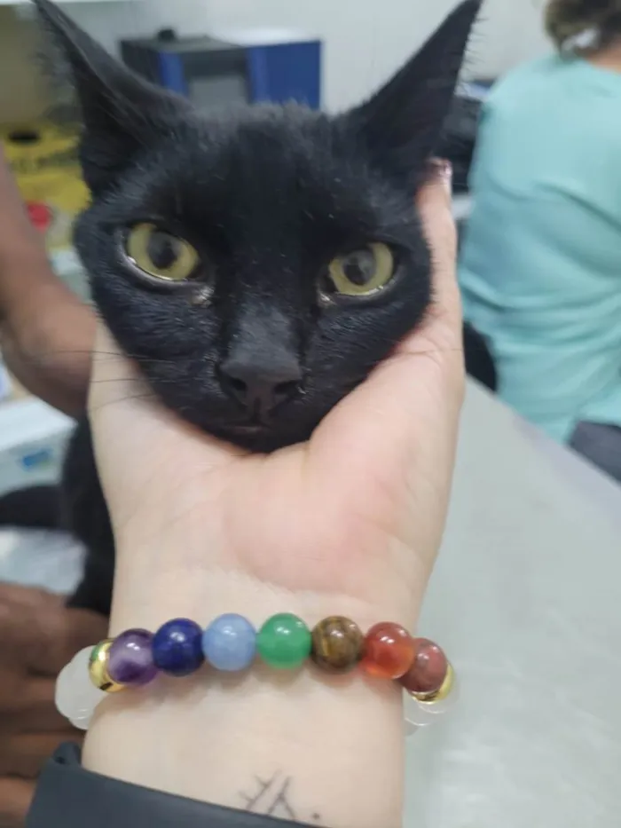 Gato ra a SRD-ViraLata idade 7 a 11 meses nome Pretinho