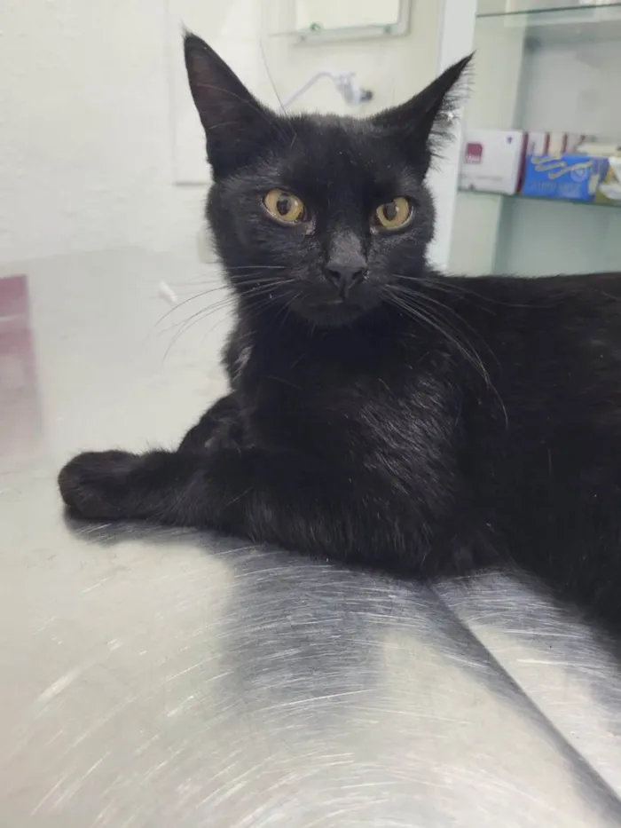 Gato ra a SRD-ViraLata idade 7 a 11 meses nome Pretinho