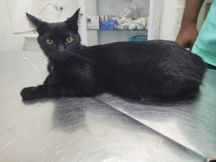 Gato ra a SRD-ViraLata idade 7 a 11 meses nome Pretinho