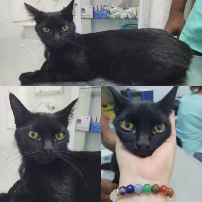 Gato ra a SRD-ViraLata idade 7 a 11 meses nome Pretinho
