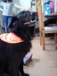 Cachorro raça SRD-ViraLata idade 6 ou mais anos nome Ator