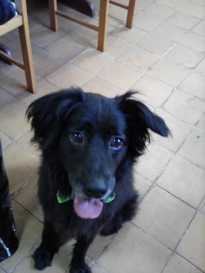 Cachorro raça SRD-ViraLata idade 6 ou mais anos nome Ator