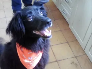 Cachorro raça SRD-ViraLata idade 6 ou mais anos nome Ator