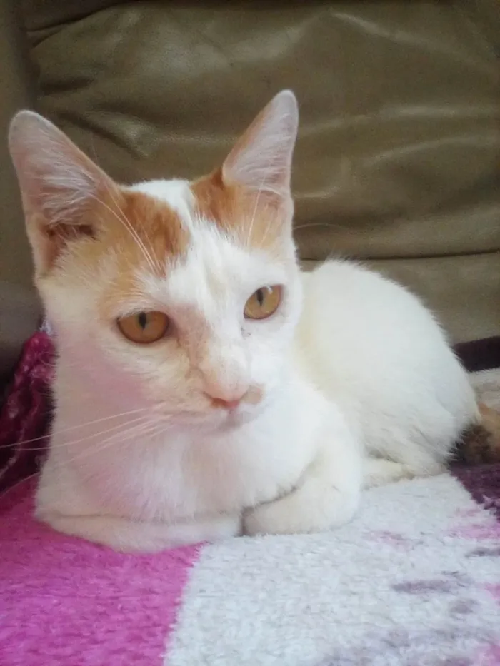 Gato raça SRD-ViraLata idade  nome Paçoca