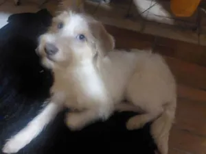 Cachorro raça SRD-ViraLata idade 7 a 11 meses nome Teodoro
