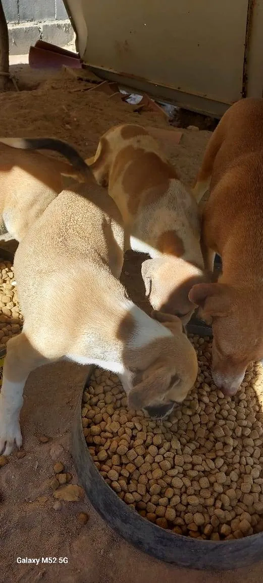 Cachorro raça SRD-ViraLata idade 2 a 6 meses nome Ainda não tem nome