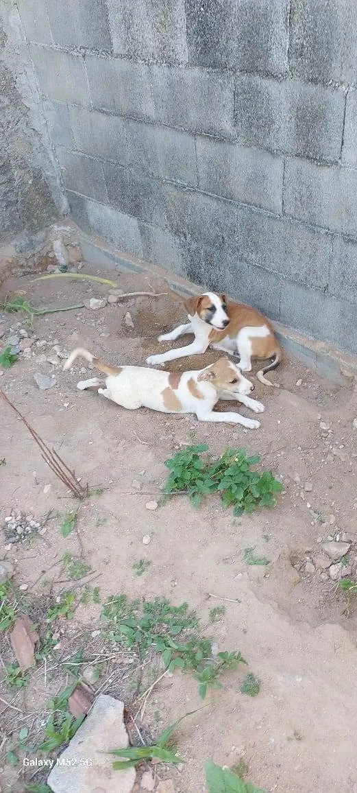 Cachorro raça SRD-ViraLata idade 2 a 6 meses nome Ainda não tem nome