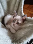 Capuccino