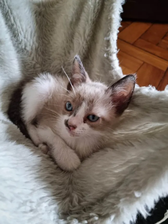 Gato ra a SRD-ViraLata idade 2 a 6 meses nome Capuccino