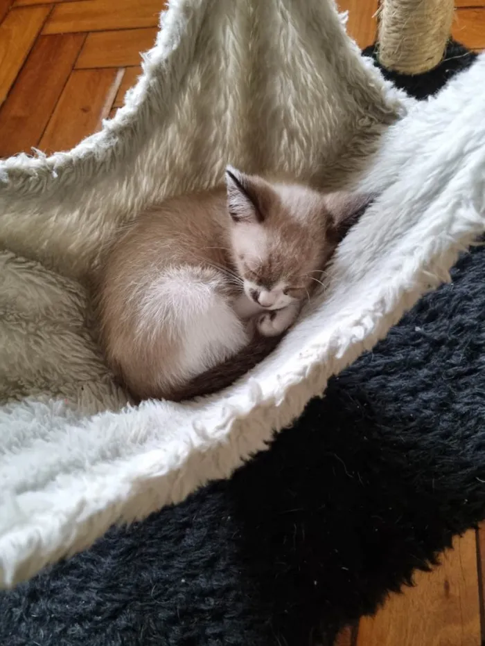 Gato ra a SRD-ViraLata idade 2 a 6 meses nome Capuccino