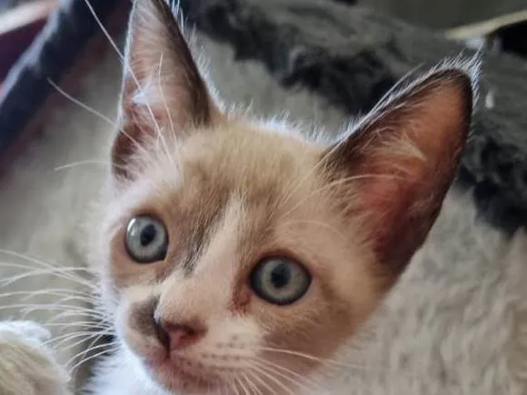 Gato ra a SRD-ViraLata idade 2 a 6 meses nome Capuccino