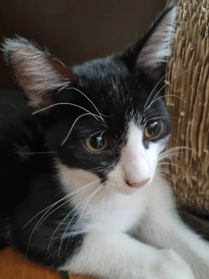 Gato ra a SRD-ViraLata idade 2 a 6 meses nome Frajola Xuxu 