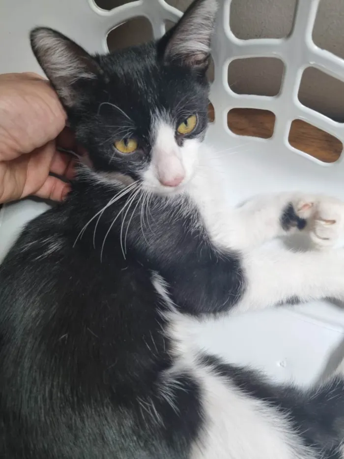 Gato ra a SRD-ViraLata idade 2 a 6 meses nome Frajola Xuxu 