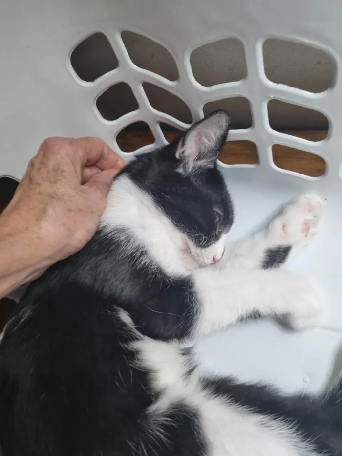 Gato ra a SRD-ViraLata idade 2 a 6 meses nome Frajola Xuxu 