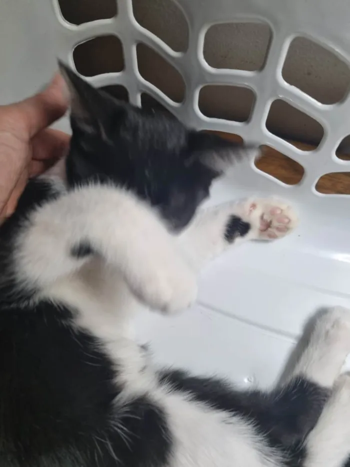 Gato ra a SRD-ViraLata idade 2 a 6 meses nome Frajola Xuxu 