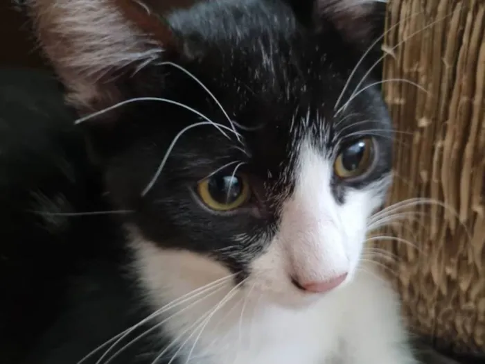 Gato ra a SRD-ViraLata idade 2 a 6 meses nome Frajola Xuxu 