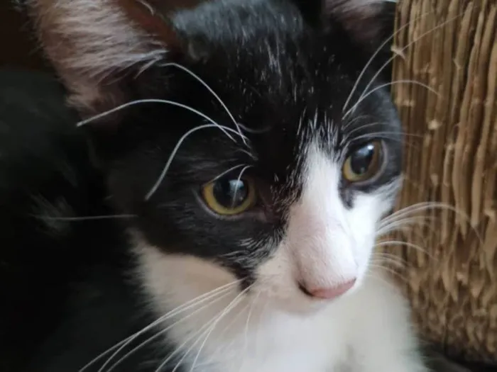 Gato ra a SRD-ViraLata idade 2 a 6 meses nome Frajola Xuxu 
