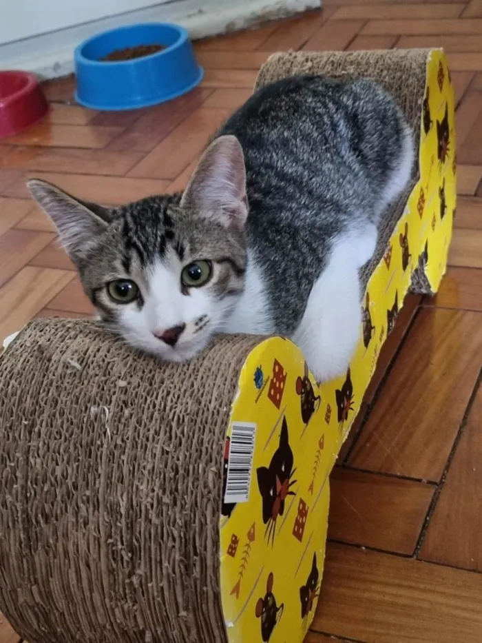 Gato ra a SRD-ViraLata idade 2 a 6 meses nome Vavá