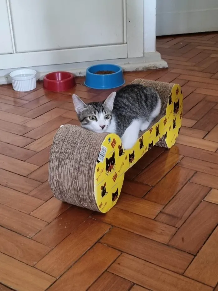 Gato ra a SRD-ViraLata idade 2 a 6 meses nome Vavá