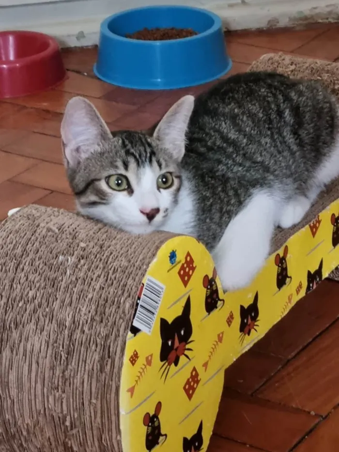 Gato ra a SRD-ViraLata idade 2 a 6 meses nome Vavá