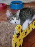 Vavá
