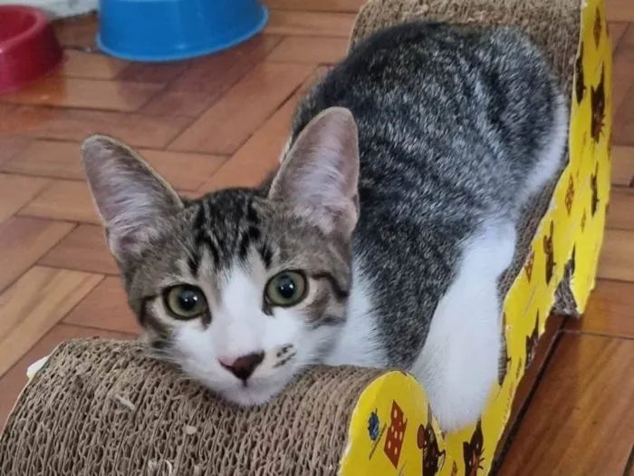 Gato ra a SRD-ViraLata idade 2 a 6 meses nome Vavá