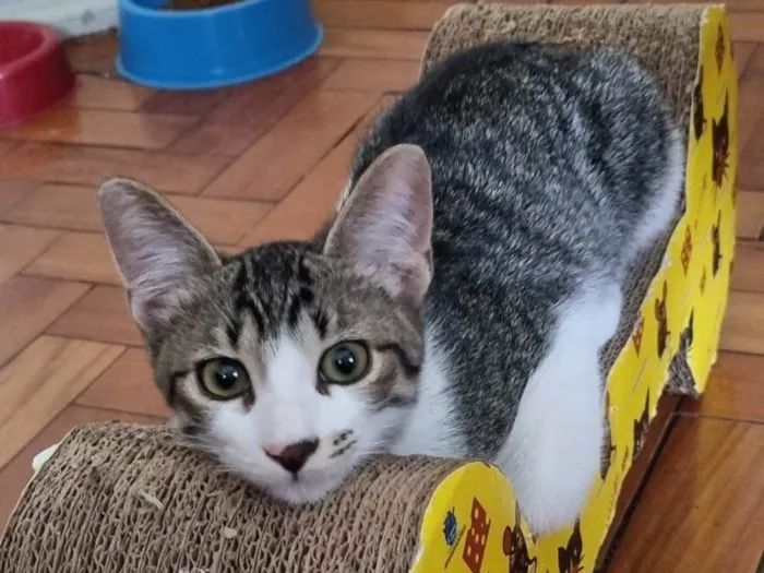 Gato ra a SRD-ViraLata idade 2 a 6 meses nome Vavá