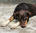 Cachorro raça sem raça definida idade 2 anos nome Djuno