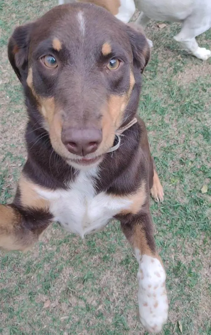 Cachorro raça sem raça definida idade 2 anos nome Djuno