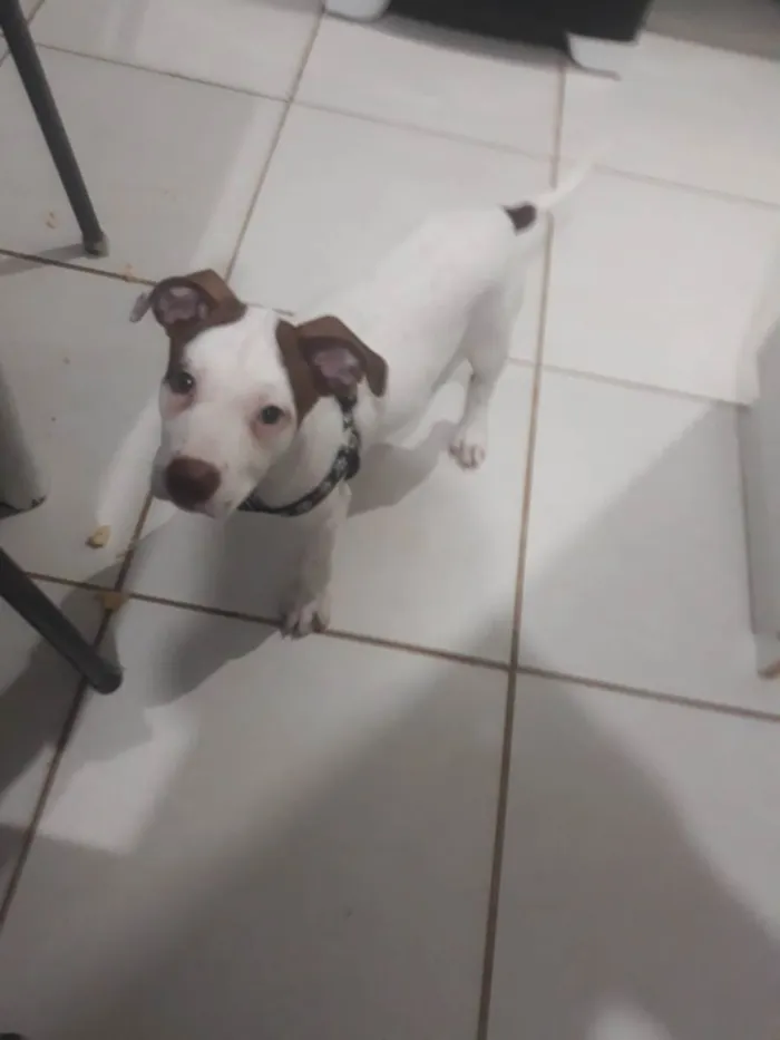 Cachorro ra a PITBULL  idade 3 anos nome ZEUS