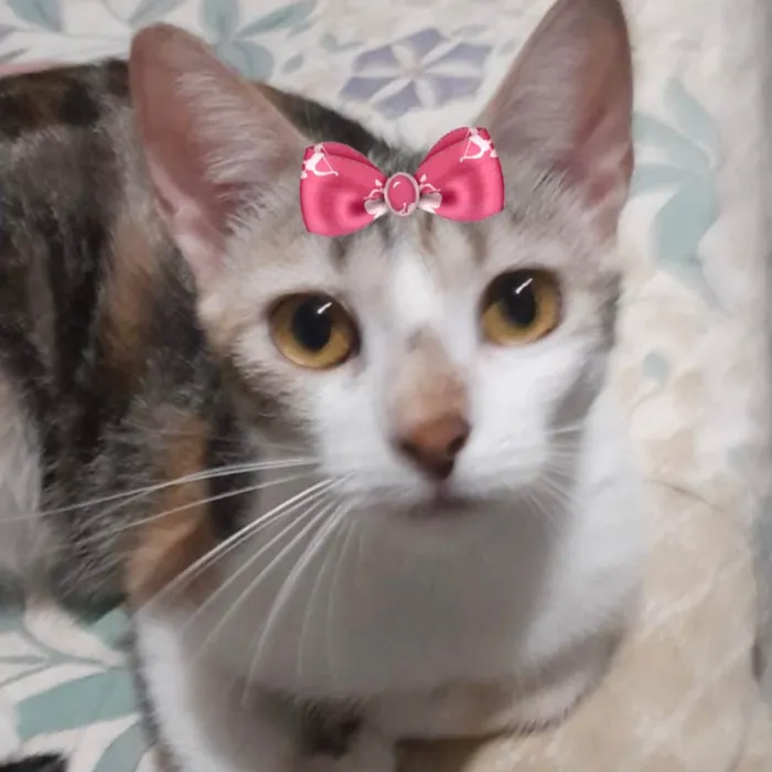 Gato ra a Mestica  idade 2 a 6 meses nome Clara 