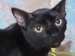 Gato raça Mestico  idade 2 a 6 meses nome Dino 