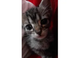 Gato raça SRD-ViraLata idade Abaixo de 2 meses nome Vc escolhe*