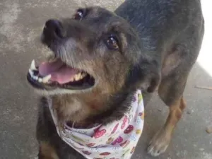 Cachorro raça SRD-ViraLata idade 2 anos nome Zumira