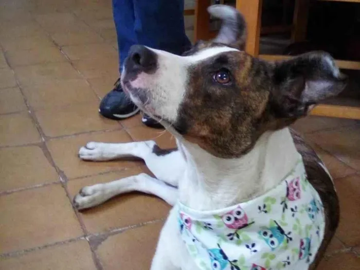 Cachorro ra a SRD-ViraLata idade 1 ano nome Lalinha