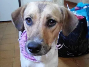 Cachorro raça SRD-ViraLata idade 1 ano nome Sara