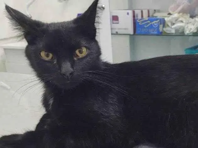 Gato ra a SRD-ViraLata idade 7 a 11 meses nome Pretinho