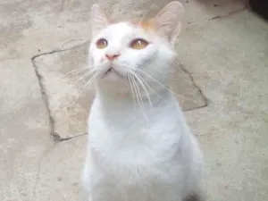 Gato raça SRD-ViraLata idade  nome Paçoca