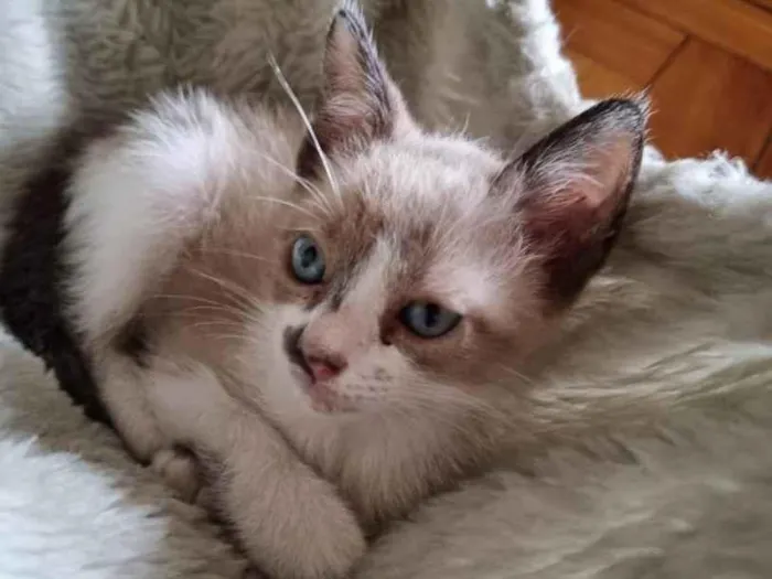 Gato ra a SRD-ViraLata idade 2 a 6 meses nome Capuccino