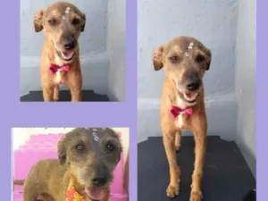 Cachorro raça SRD idade 2 anos nome Amora 