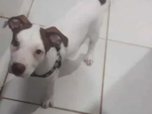 Cachorro raça PITBULL  idade 3 anos nome ZEUS