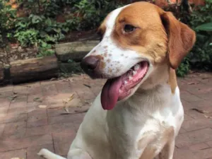 Cachorro raça sem raça definida idade 2 anos nome Jiji