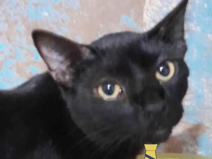 Gato ra a Mestico  idade 2 a 6 meses nome Dino 